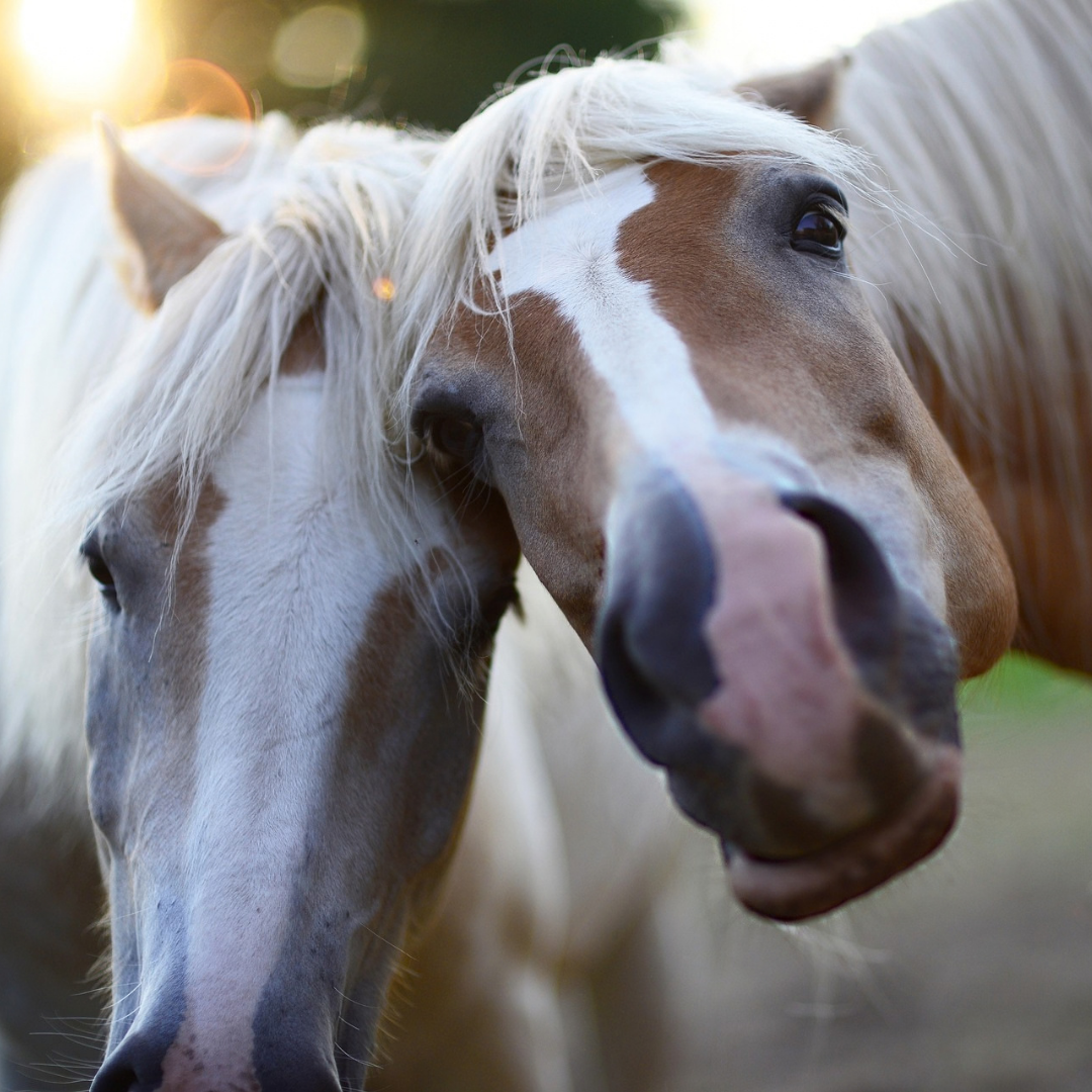 le cheval comme catalyseur d'authenticité le cheval comme révélateur émotionnel de l'humain